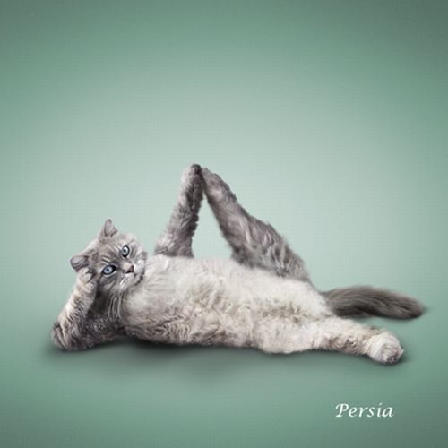 Gatos fazendo Yoga 