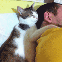 Tutorial de como dormir de conchinha com seu gato