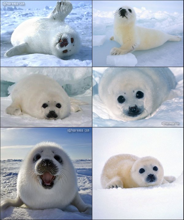bebe-foca
