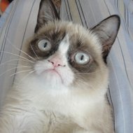 Conheça Tard: o gato mais mau humorado da internet