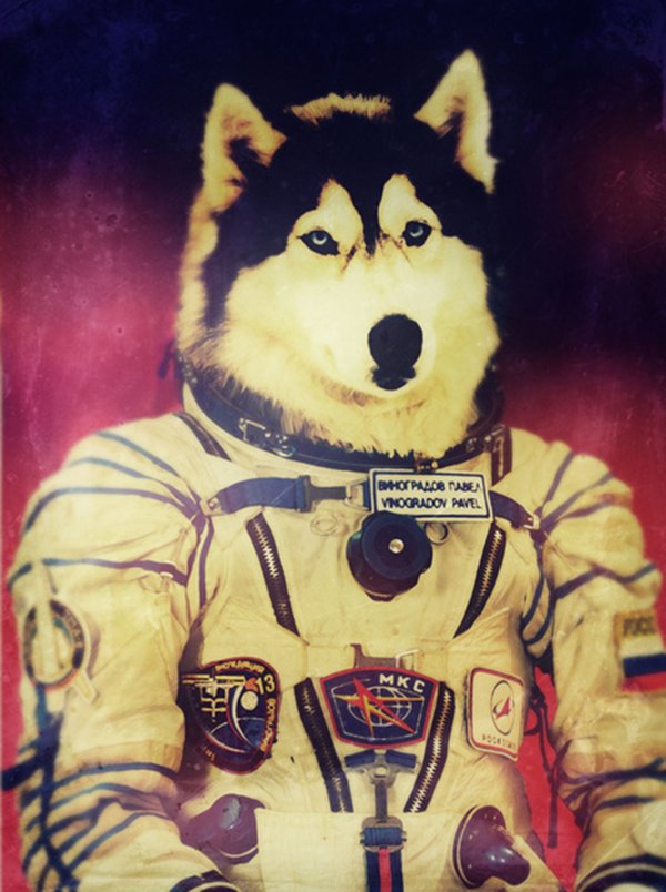 Quando um animal vira astronauta (3)