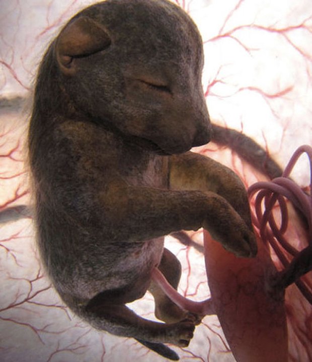 Animais dentro do útero (5)