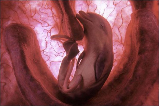 Animais dentro do útero (6)