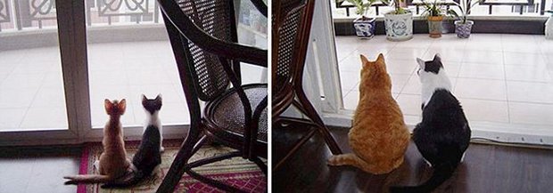 Gatos antes e depois (1)