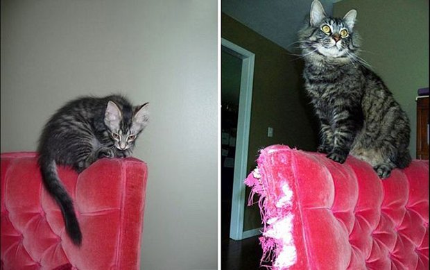 Gatos antes e depois (10)