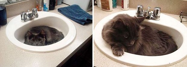 Gatos antes e depois (11)