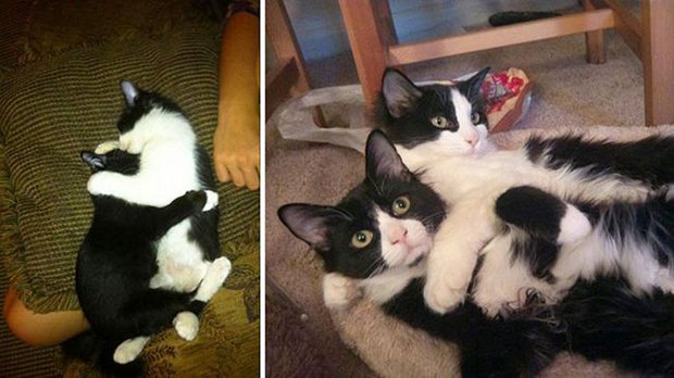 Gatos antes e depois (16)