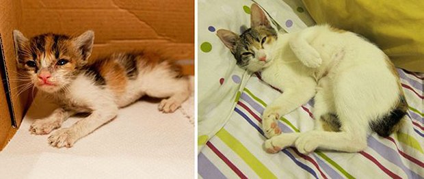 Gatos antes e depois (17)