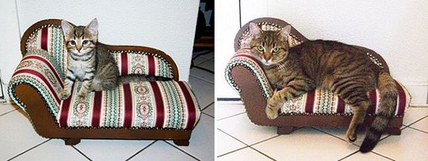 Gatos antes e depois (18)