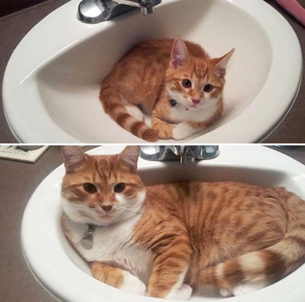 Gatos antes e depois (19)