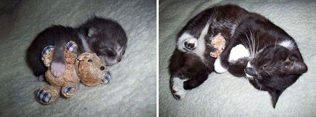 Gatos antes e depois (2)