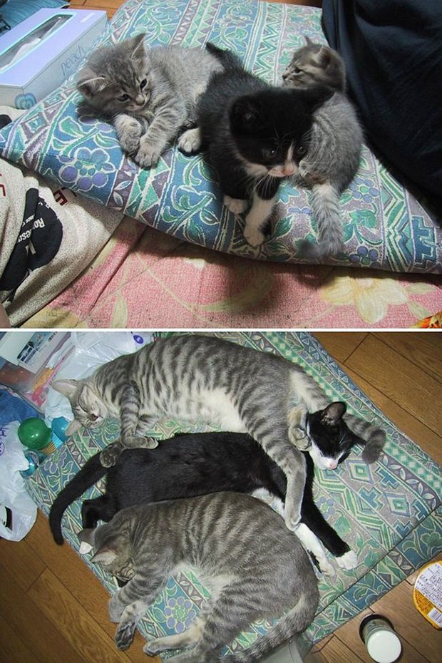 Gatos antes e depois (20)