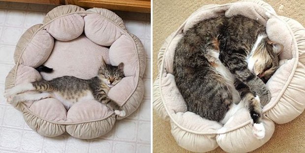 Gatos antes e depois (5)