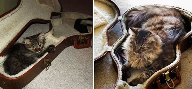 Gatos antes e depois (7)