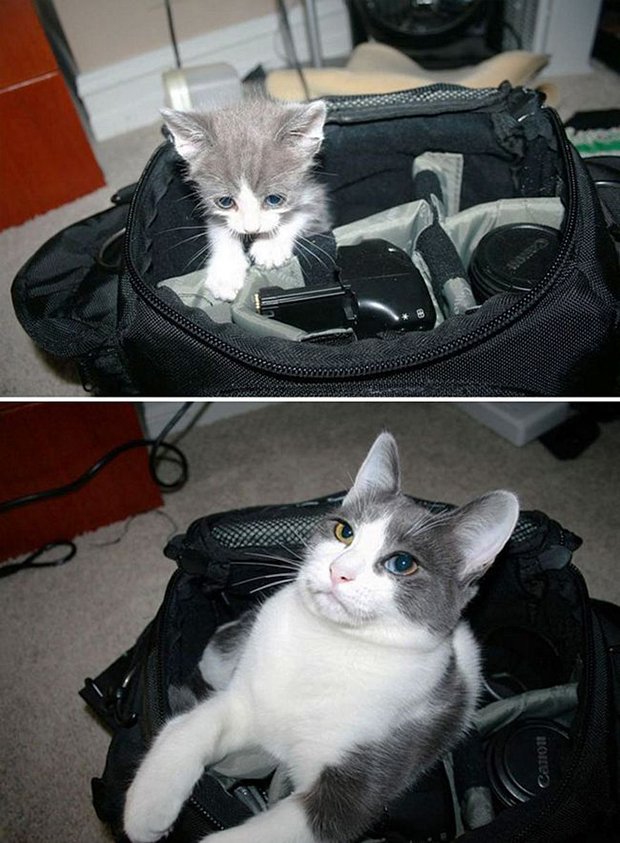 Gatos antes e depois (9)