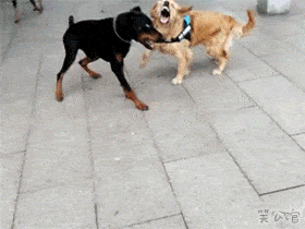 cachorro-capoeira
