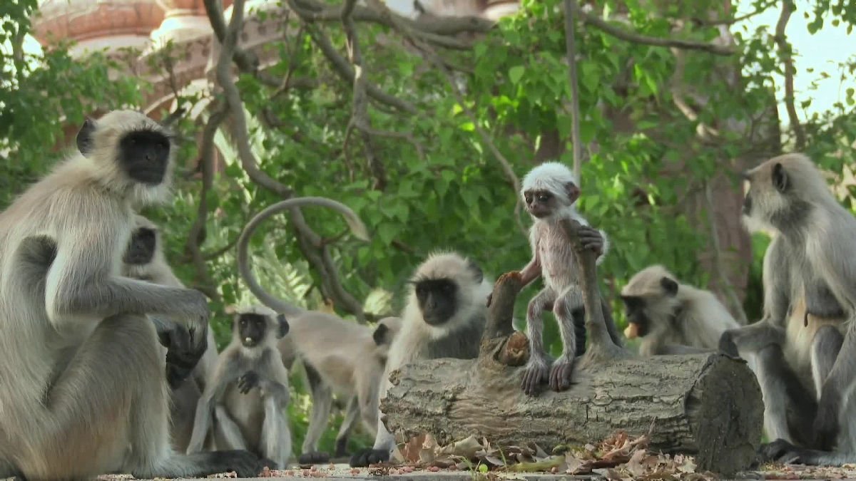 Documentario da BBC mostra um grupo de macacos de luto e chorando apos a morte de um macaquinho robo 2