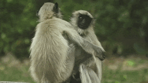 Documentario da BBC mostra um grupo de macacos de luto e chorando apos a morte de um macaquinho robo