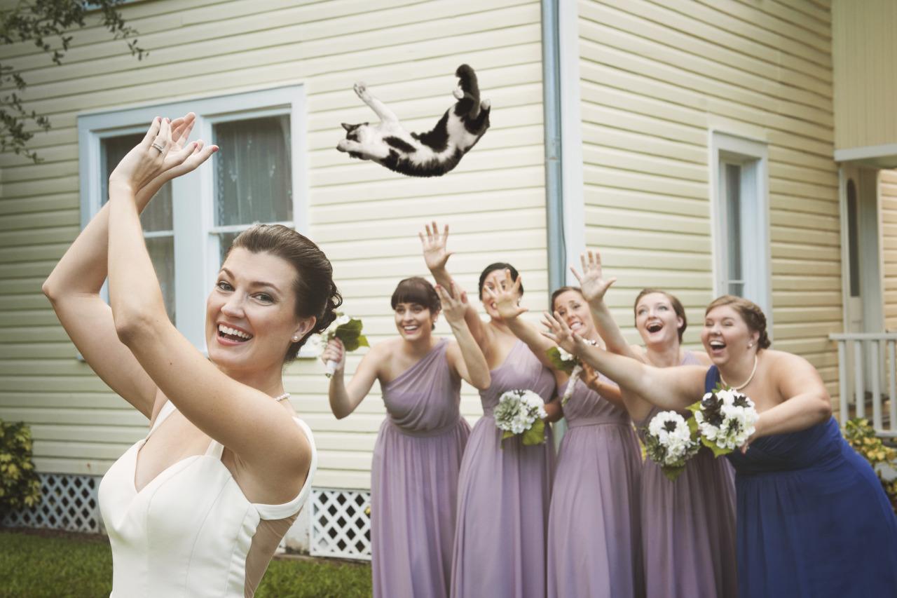 Noivas arremessando gatos ao invés do tradicional buquê de flores