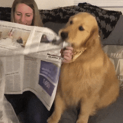 cachorro comendo jornal