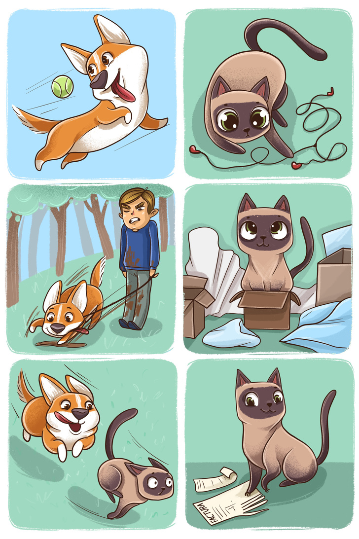 Diferenca entre Caes e Gatos 8
