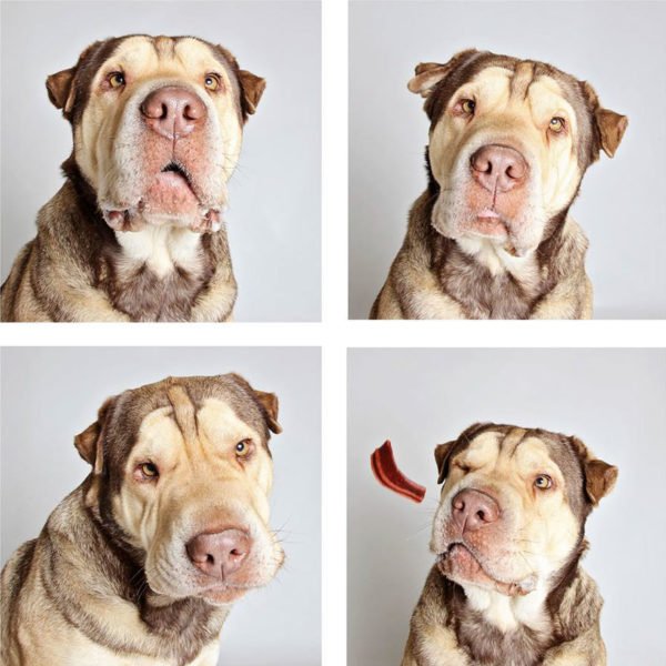 Lindo ensaio fotográfico para cães ajudam na adoção dos animais 
