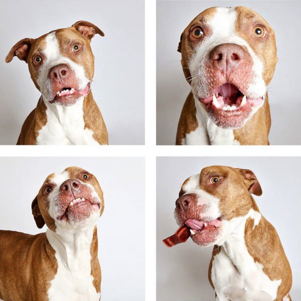 Lindo ensaio fotográfico para cães ajudam na adoção dos animais 