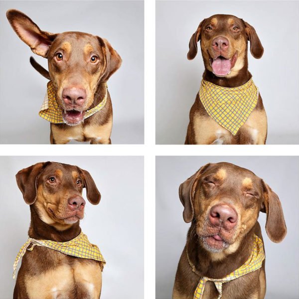 Lindo ensaio Lindo ensaio fotográfico para cães ajudam na adoção dos animais para cães ajudam na adoção dos animais 4