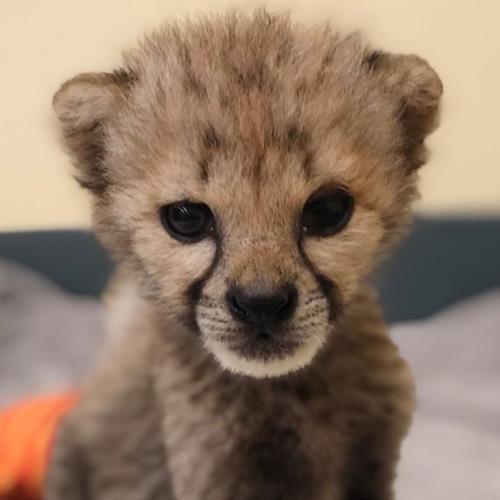 Esse bebê guepardo é a própria definição de fofura 