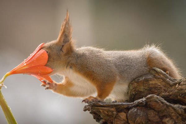 Fotógrafo captura esquilos e resultados são incríveis