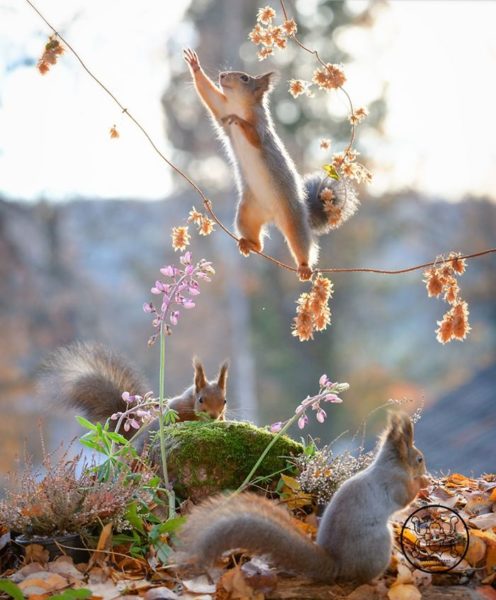 Fotógrafo captura esquilos e resultados são incríveis 