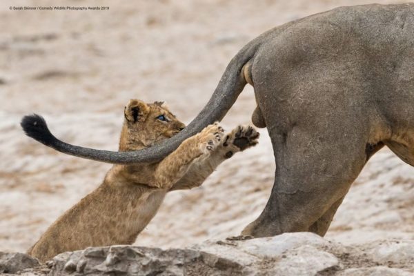 Prêmio de Fotografia da Vida Selvagem de 2019: fotografias mais engraçadas