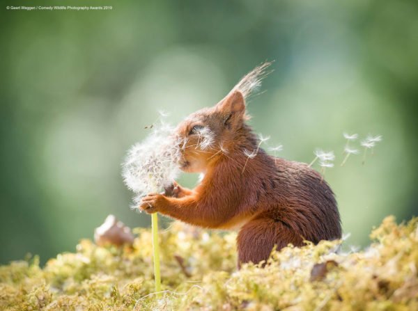 Prêmio de Fotografia da Vida Selvagem de 2019: fotografias mais engraçadas
