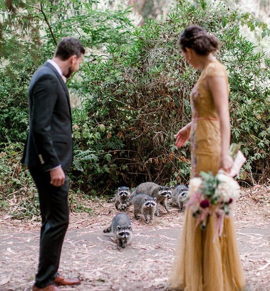 Família de guaxinins invade ensaio fotográfico de casamento