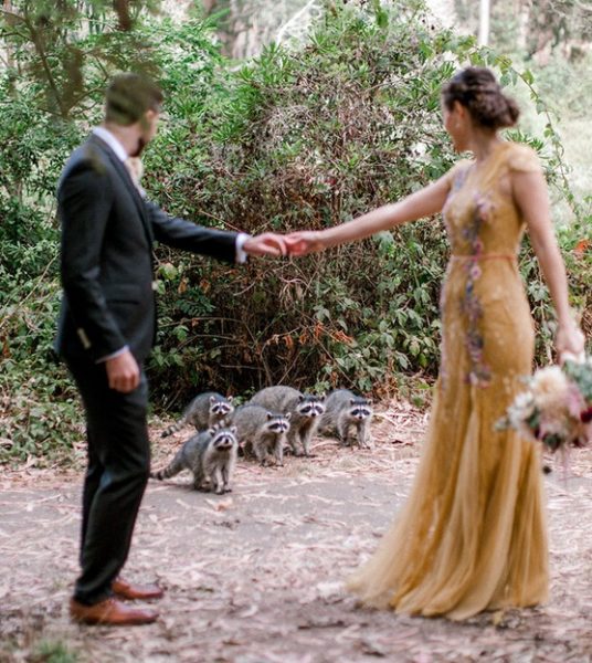 Família de guaxinins invade ensaio fotográfico de casamento