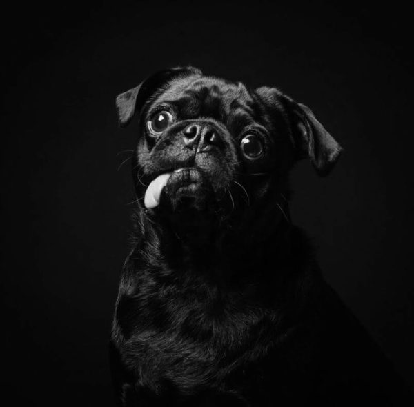 Em projeto para adoção, cães e gatos pretos posam para fotos