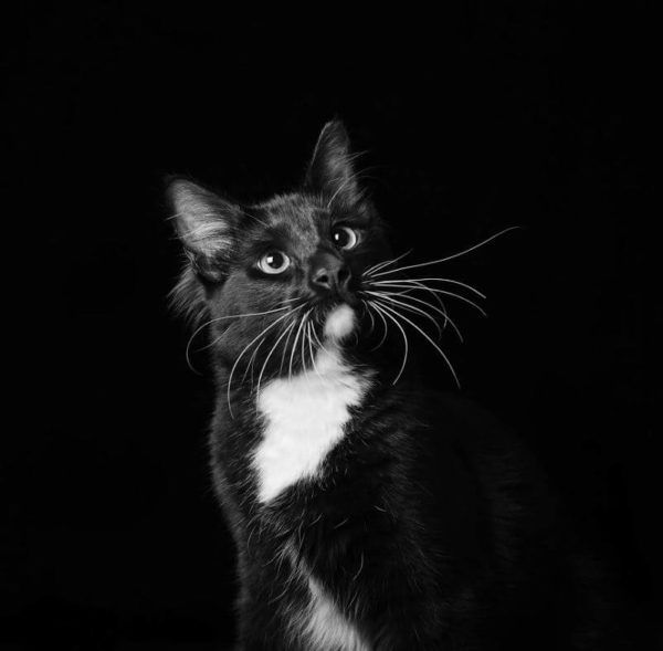 Em projeto para adoção, cães e gatos pretos posam para fotos