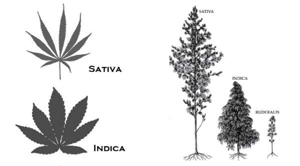 Cannabis Indica e Cannabis Sativa: entenda as principais diferenças