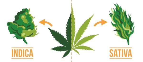Cannabis Indica e Cannabis Sativa: entenda as principais diferenças