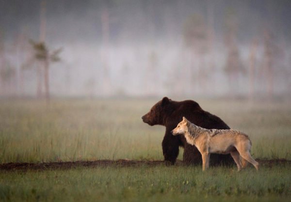 Lassi Rautiainen registra amizade entre um lobo cinzento e um urso pardoLassi Rautiainen registra amizade entre um lobo cinzento e um urso pardo