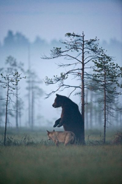 Lassi Rautiainen registra amizade entre um lobo cinzento e um urso pardo
