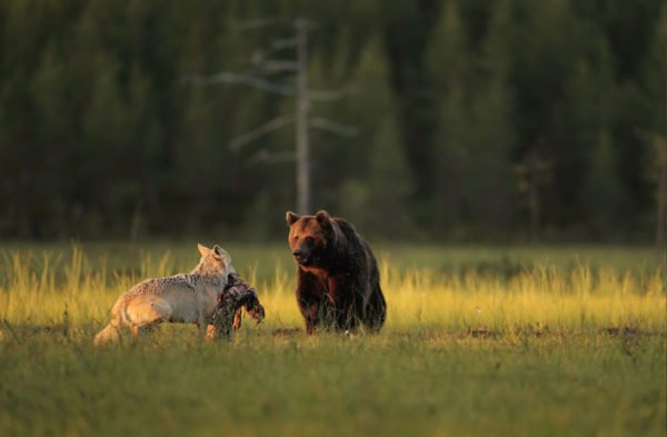 Lassi Rautiainen registra amizade entre um lobo cinzento e um urso pardo