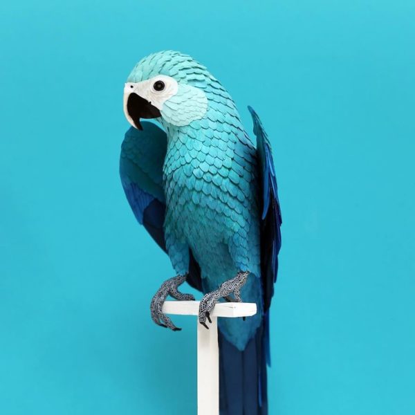 Diana Beltrán Herrera artista colombiana usa papel para recriar espécies de aves em todo o mundo 10