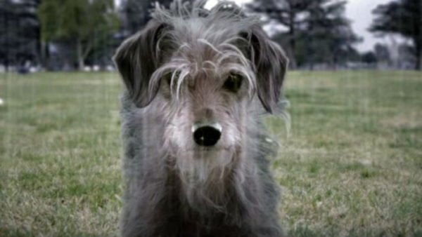 Dog Wick: chegou a hora da vingança sanguinária do cachorro de John Wick