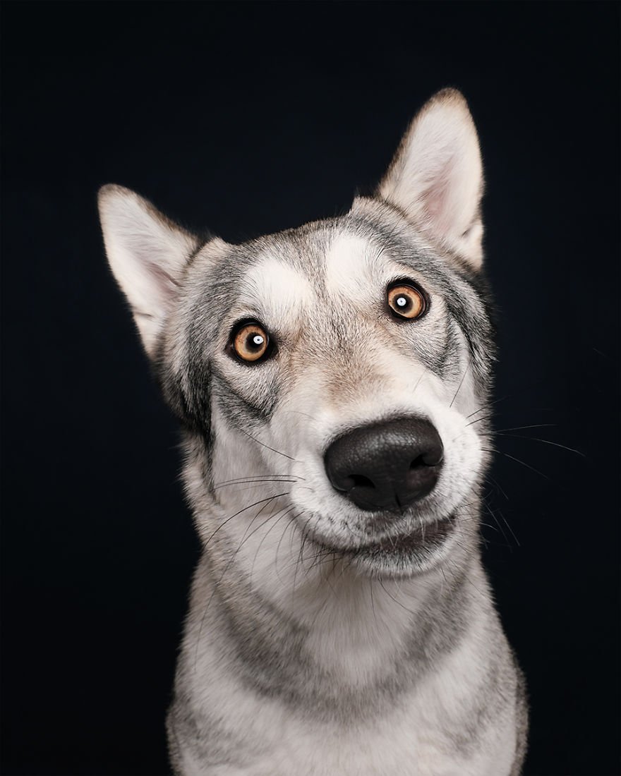 Elke Vogelsang fotógrafa de animais registrou cães adoráveis enquanto eles te observam 10