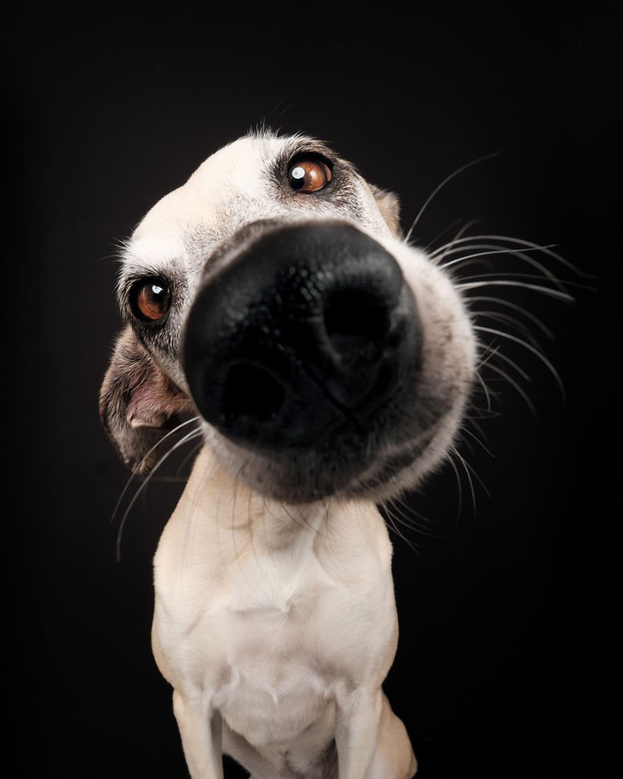 Elke Vogelsang fotógrafa de animais registrou cães adoráveis enquanto eles te observam 5