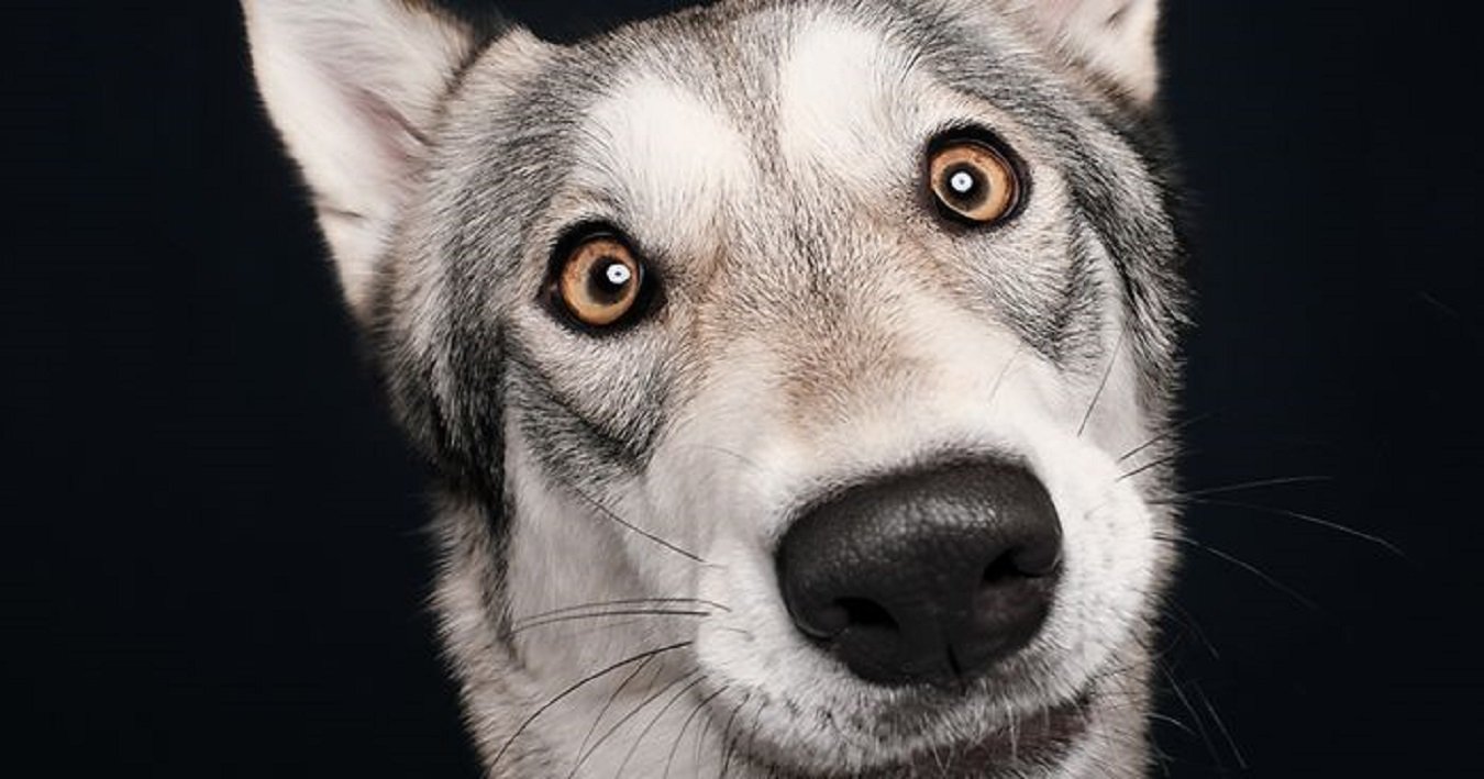 Elke Vogelsang fotógrafa de animais registrou cães adoráveis enquanto eles te observam 50
