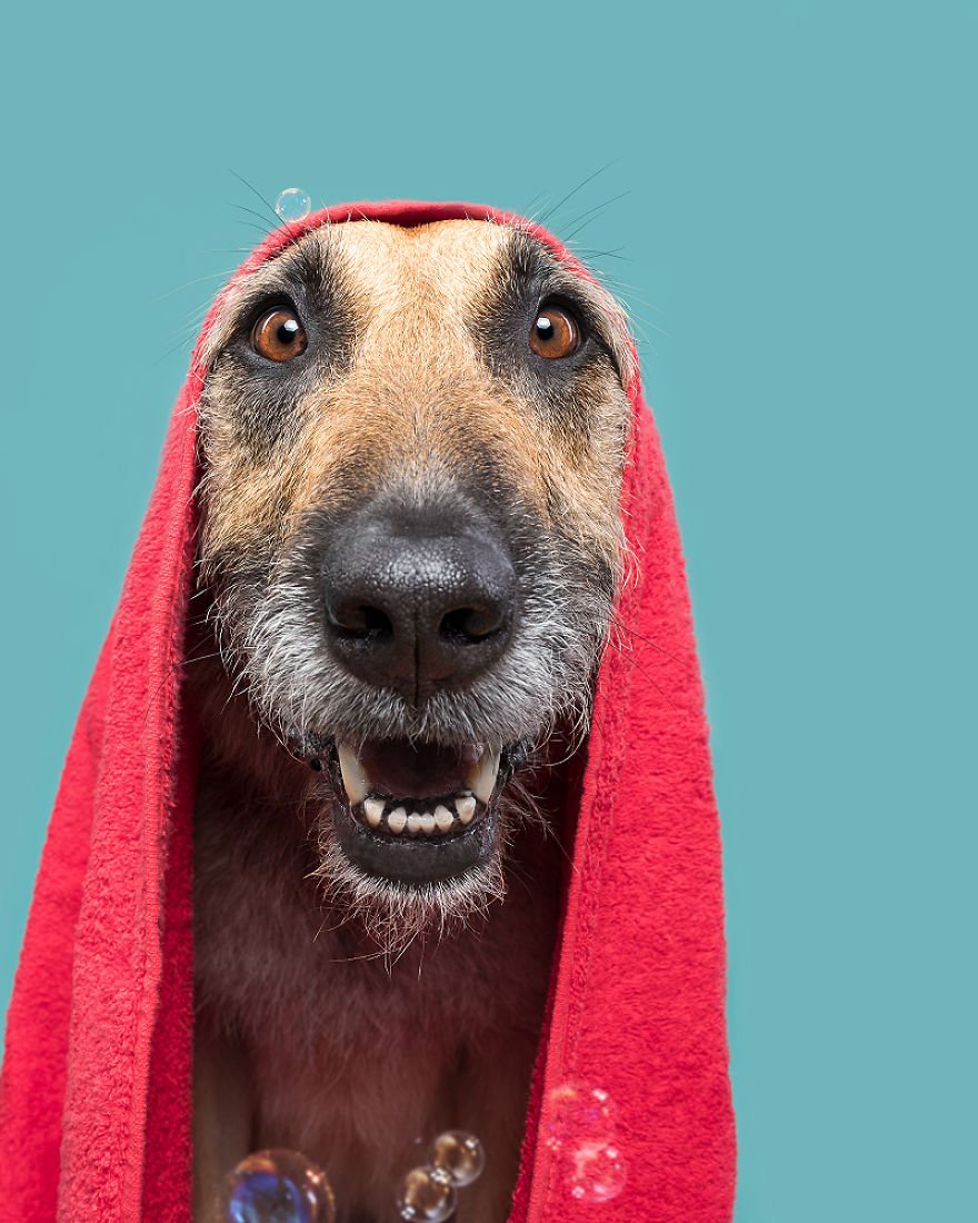 Elke Vogelsang fotógrafa de animais registrou cães adoráveis enquanto eles te observam 9