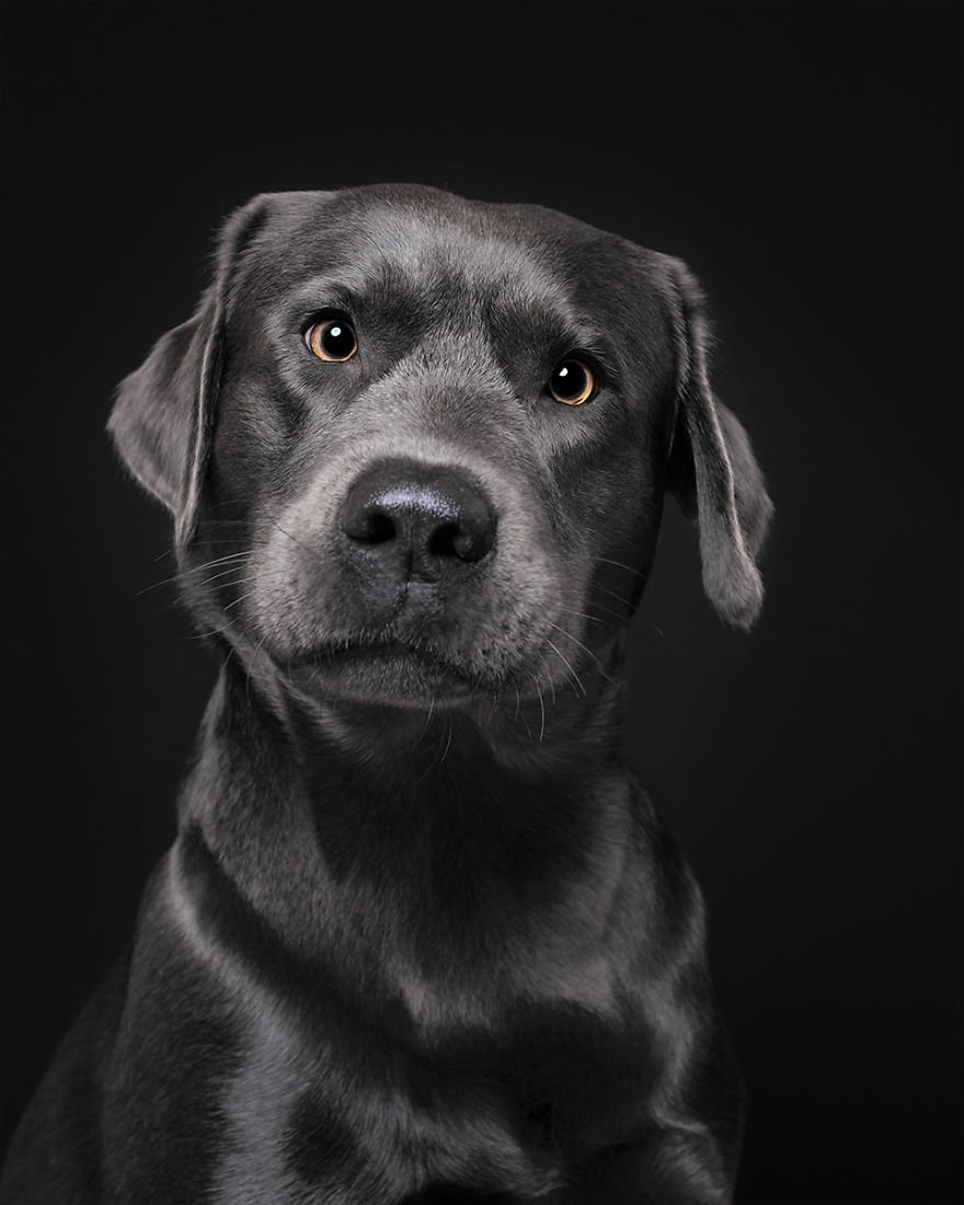 Elke Vogelsang fotógrafa de animais registrou cães adoráveis enquanto eles te observam