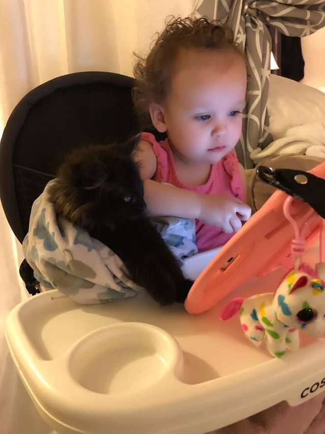 Amor de cao e gato pitbull convence mae humana a adotar gatinho e faz sucesso na Internet 5